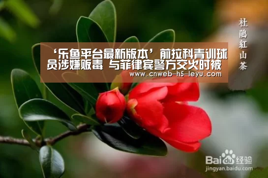 乐鱼平台最新版本